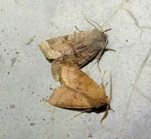 Réf. 276 987 : Orthosia incerta